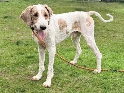 A white dog with brown spots standing on grass, wearing a leash and looking towards the camera with its tongue out.