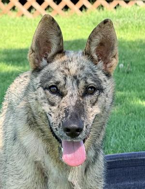 a German Shepherd dog with a brindle coat sitting on a grassy lawn