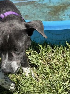 Harley, Mixed Breed, young, available for adoption