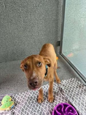 A brown dog standing on a patterned mat, looking up with its tongue slightly out. The dog is wearing a blue collar and is surrounded by a green toy and a purple chew toy. The background consists of a gray wall and a glass door.