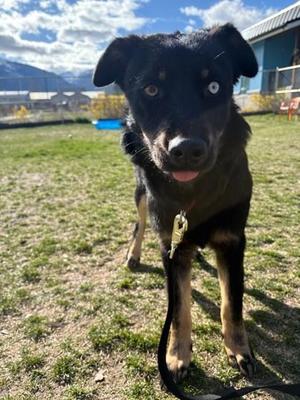 Willow, Australian Shepherd / Border Collie, adult, available for adoption