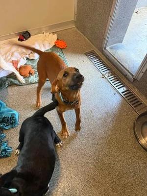 Rue, Mixed Breed, young, available for adoption