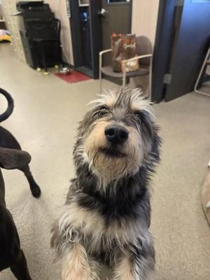 Chester, Norwich Terrier, adult, available for adoption
