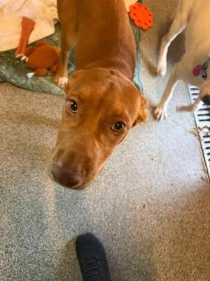 Gia, Mixed Breed, young, available for adoption