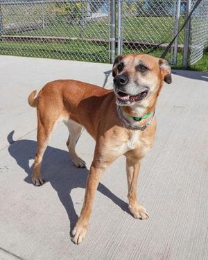 Matilda, Labrador Retriever, adult, available for adoption