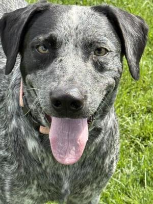 Wyatt, German Shorthaired Pointer, adult, available for adoption
