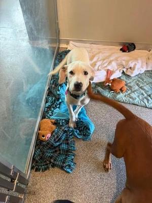 Jules, Mixed Breed, young, available for adoption
