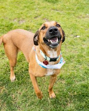 A brown dog wearing a bandana is standing on grass and looking up with its mouth open.