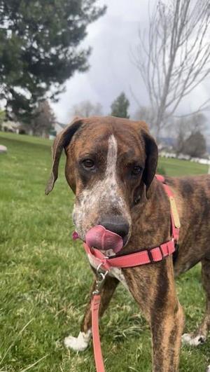 Tip, Labrador Retriever, adult, available for adoption