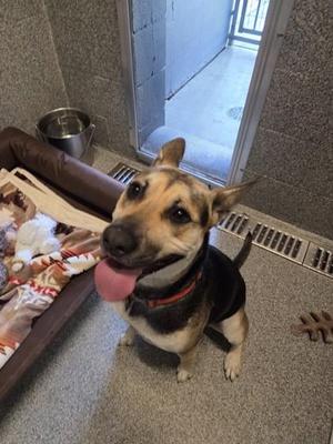 Marley, German Shepherd Dog, adult, available for adoption