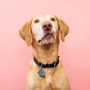 A dog with a black collar