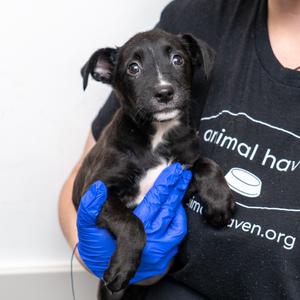 Rumi, Mixed Breed (Small), puppy, available for adoption