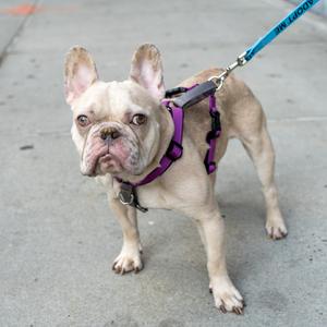 A light-colored French bulldog wearing a purple harness and leash, standing on a sidewalk.