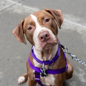 Nutella, Terrier, American Pit Bull, young, available for adoption