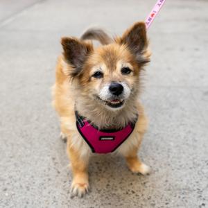 Lottie, Pomeranian, senior, available for adoption