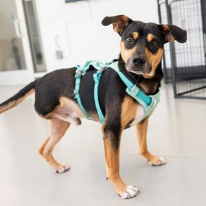 Jack, Retriever, Labrador, adult, available for adoption