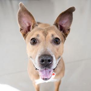A close-up photo of a tan dog with large ears looking up at the camera with its tongue out.
