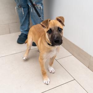 A brown and white puppy standing on a tiled floor, wearing a black collar and leash, looking directly at the camera.