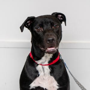 A black and white dog with a red collar