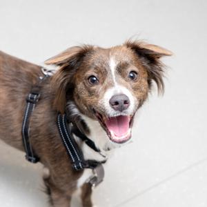Alabaster Snowball, Terrier, young, available for adoption