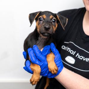 A small black and tan puppy being held by a person wearing blue gloves and a black shirt with white text.