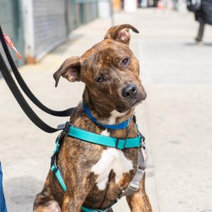 Mario, Terrier, American Staffordshire, adult, available for adoption