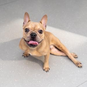 A light brown French Bulldog sitting on a grey floor with its tongue out and looking at the camera.
