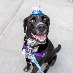 Buddy, Cattle Dog, adult, available for adoption