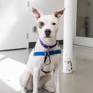 A white dog with a purple collar and a blue harness sits on a floor in front of a white door.