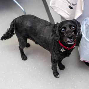 Ryan, Cockapoo, adult, available for adoption