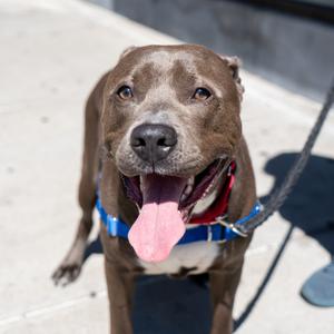 Kayce, Mixed Breed (Medium), young, available for adoption
