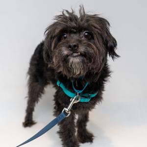 A small black dog with shaggy fur wearing a teal harness and leash, standing on a white background.