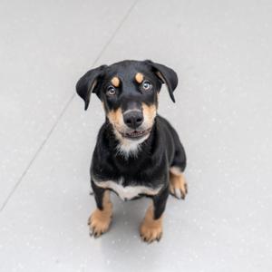 A black and tan dog sitting on a gray floor, looking up at the camera.