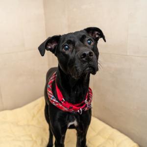 Alvin, Retriever, adult, available for adoption