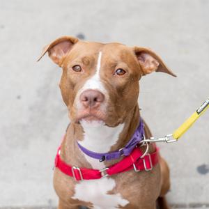 Della, Terrier, American Staffordshire, adult, available for adoption