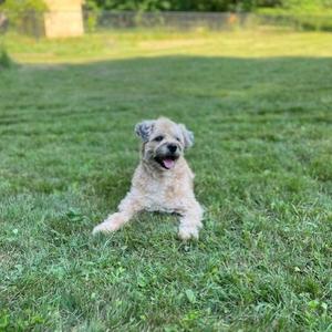 a dog laying in the grass