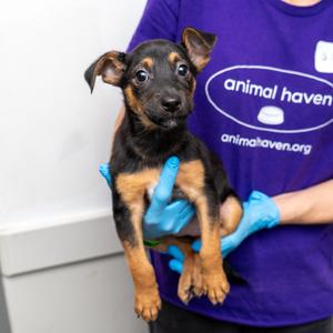 Mira, Mixed Breed (Small), puppy, available for adoption