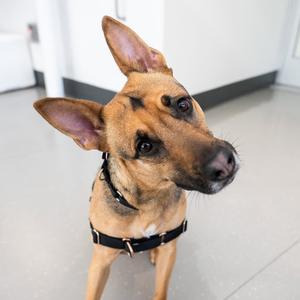 Gina, Shepherd, adult, available for adoption
