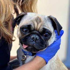 Pumba, Pug Mix, young, available for adoption