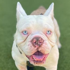A white dog with blue eyes and a pink nose, standing on a green surface.