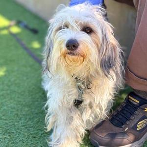 Wendy, Havanese Mix, young, available for adoption