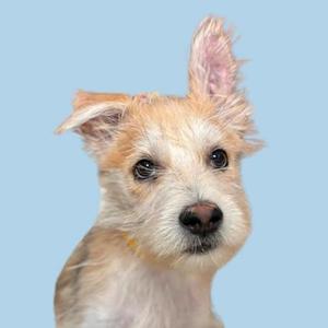 A close-up of a small dog with light brown and white fur, standing against a solid blue background.