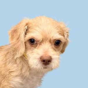 A small, light-colored dog with floppy ears and big, dark eyes looking directly at the camera against a light blue background.