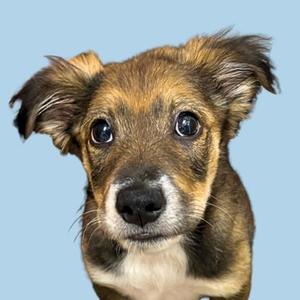 a close-up of a small dog with brown and black fur, looking directly at the camera