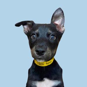 A black and white puppy with a yellow collar