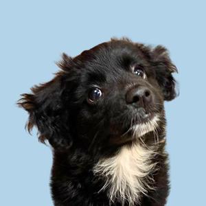 A black and white puppy with floppy ears looking up against a light blue background.