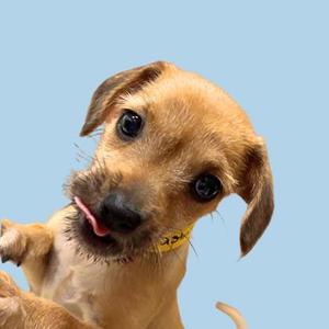 A small brown puppy with floppy ears and a yellow collar, looking up with its tongue out against a light blue background.
