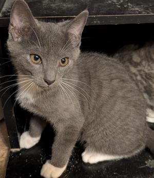 Dimitri, kitten, available for adoption