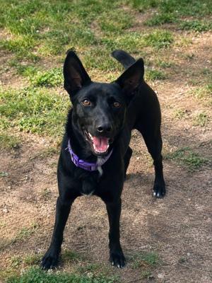 Rockie, Feist / Mountain Cur, adult, available for adoption