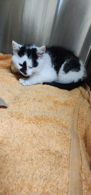 Amos Mobley, kitten, available for adoption